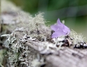purple flower Scotland